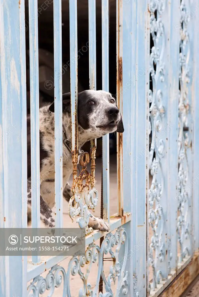 Dog, garden gate,