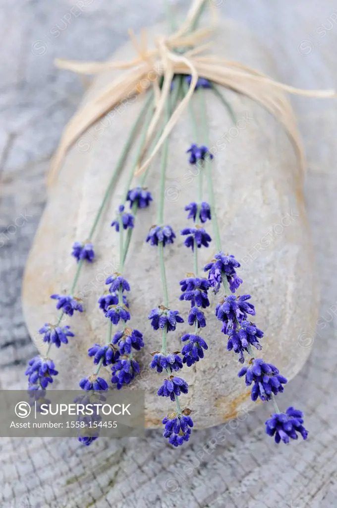 Lavender flowers, stone, Lavandula angustifolia,