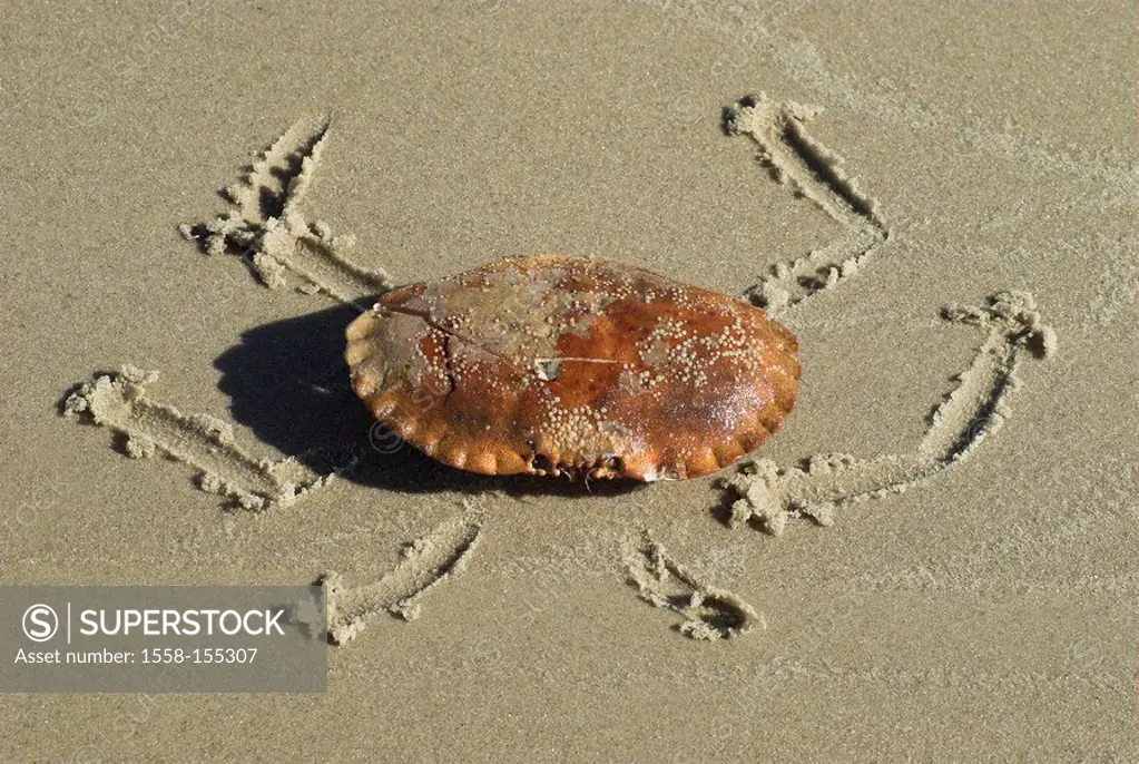 crab, beach, crab shell,