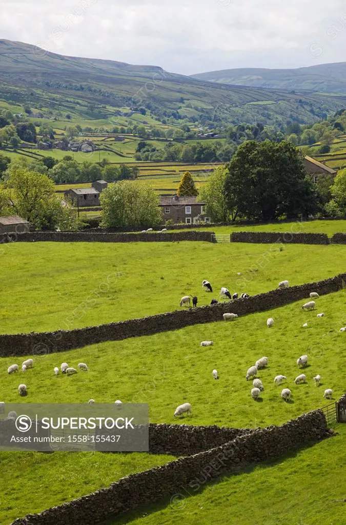 Great Britain, England, Yorkshire, Yorkshire Dales, Swaledale, sheep, pastures,