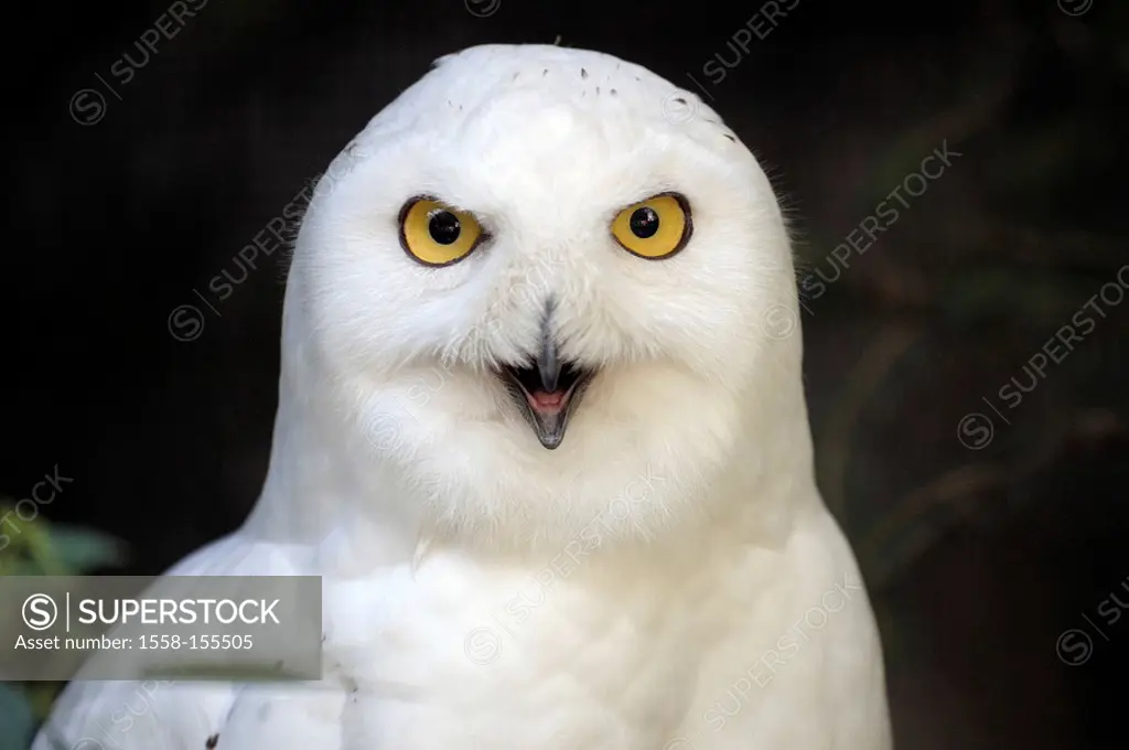 Snowy owl, Nyctea scandiaca, portrait,