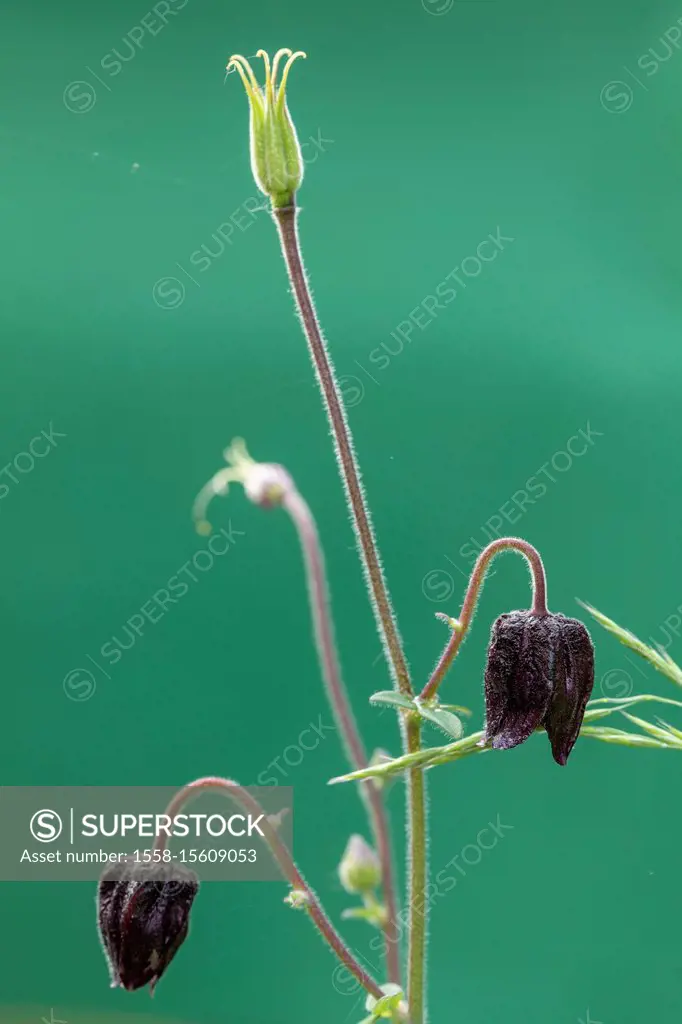 Columbine, Aquilegia vulgaris hybrid 'Black Barlow', flower, bud, spring