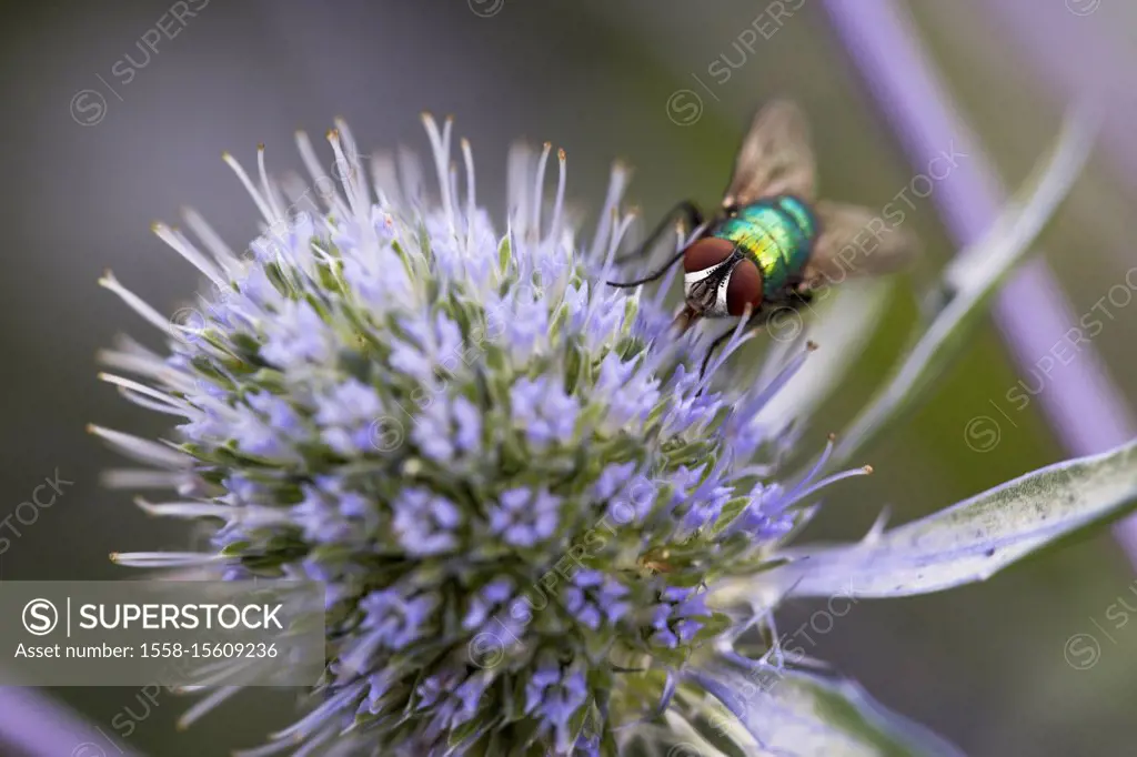 eryngo blossom, Eryngium alpinum 'Superbum', blowfly, Calliphora spec., medium close-up,