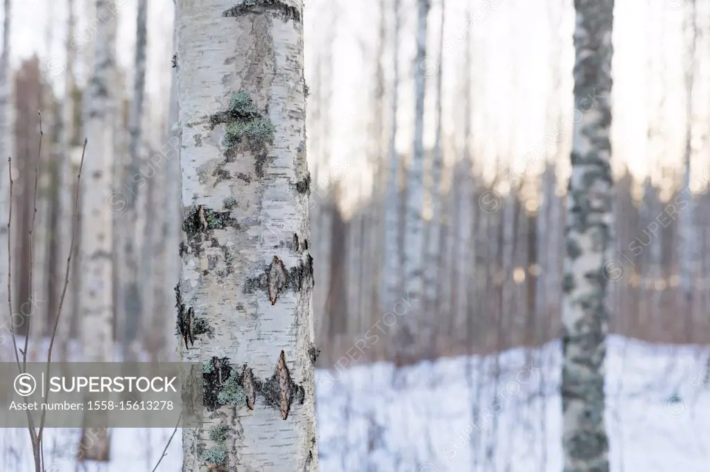 Birch trunk in the winter forest