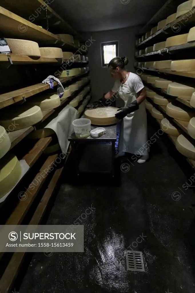 dairymaid porcesses fresh milk to aromatic alp cheese, The storage and maturation in the cellar,
