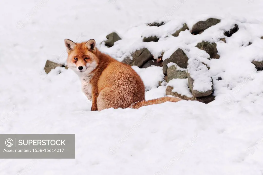 Fox in the Harz, Wernigerode, Germany