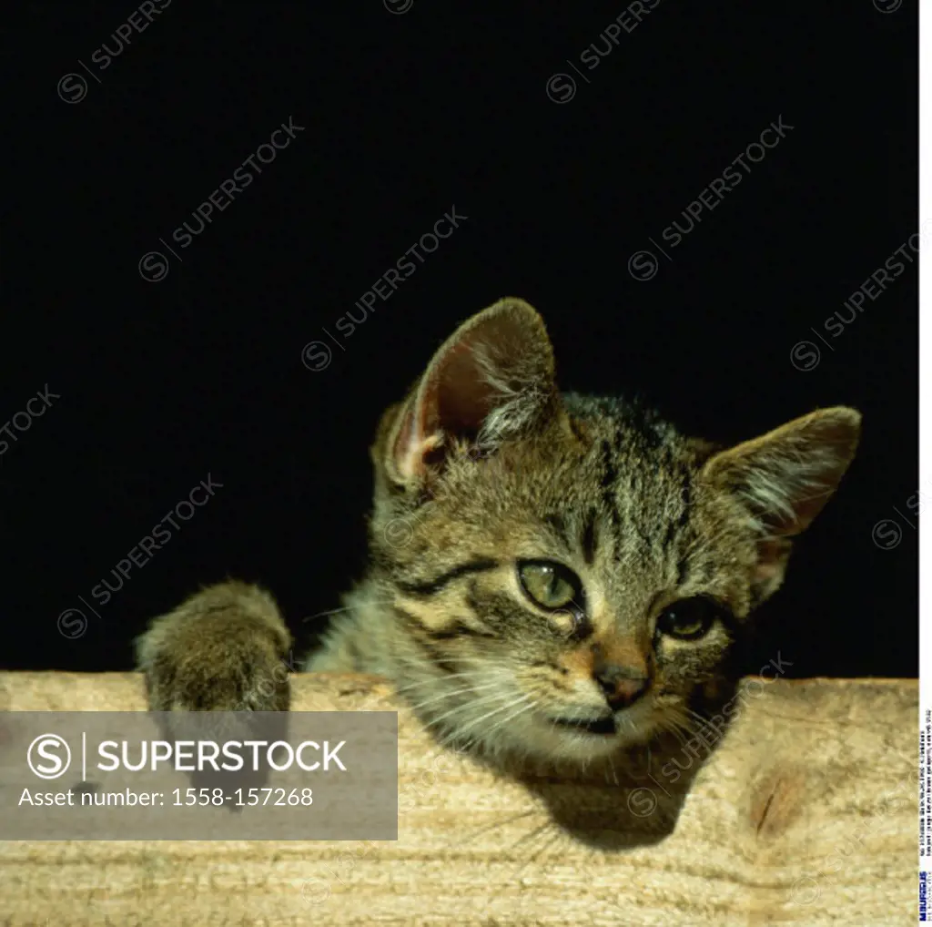 Cat, young