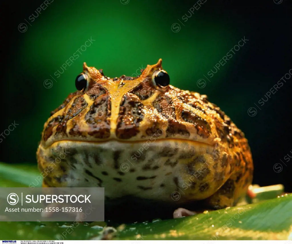 Argentine horned frog