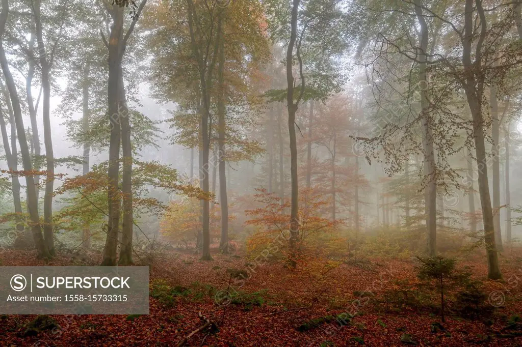 Autumn in the beech forest near Freudenburg, Saargau region, Rhineland-Palatinate, Germany