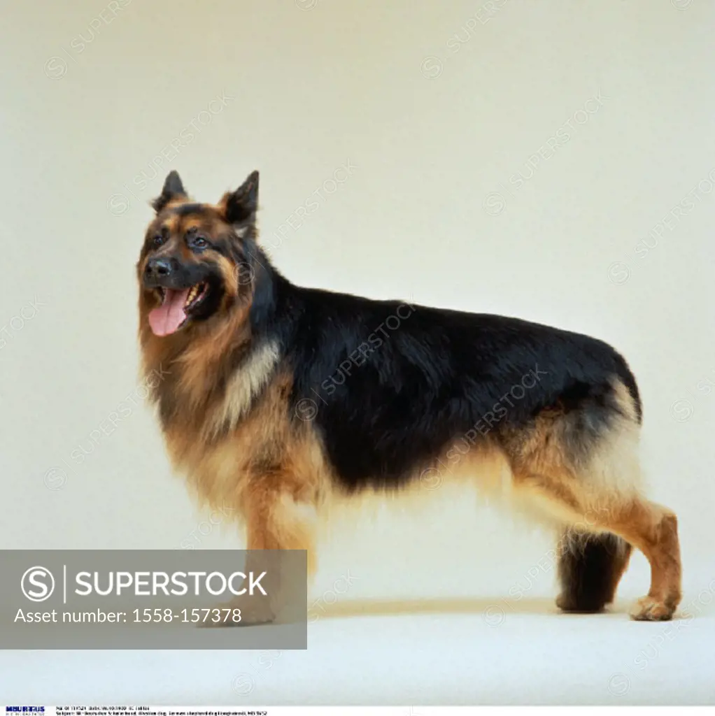 Old German Sheperd Dog