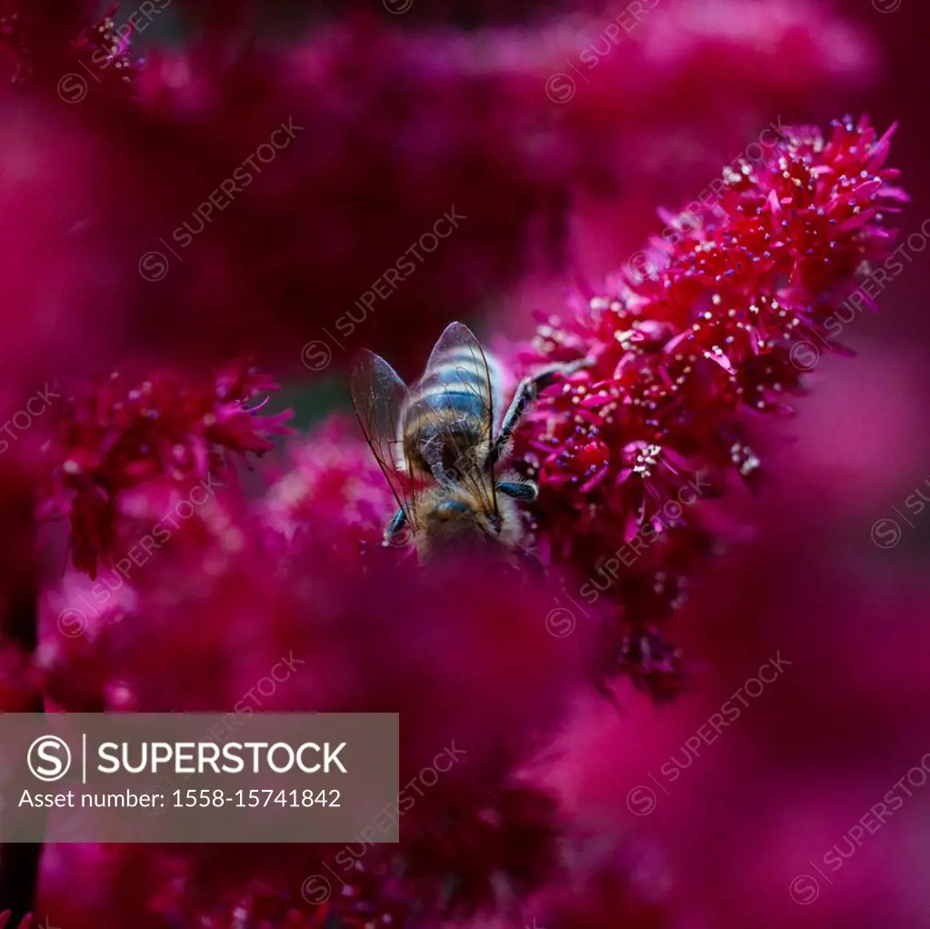 Bee gathering honey on pink flowers, close-up