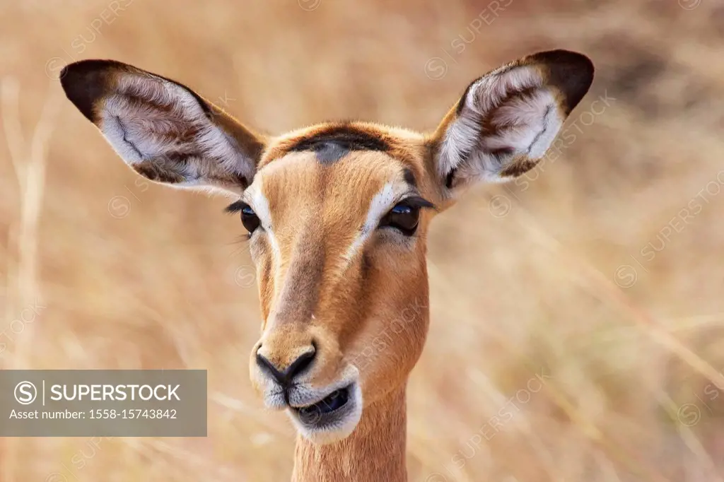 Female Impala Antelope in the Southern Kruger Park.