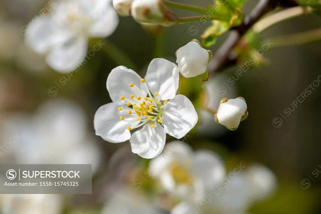 Flowers of sour cherry (Prunus cerasus).