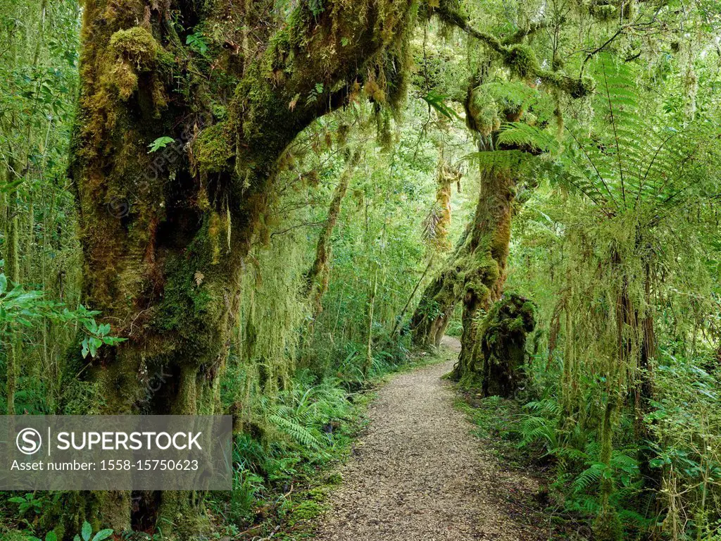 Road through the rainforest, Loop Track, Oparara Basin, Kahurangi National Park, West Coast, South Island, New Zealand, Oceania