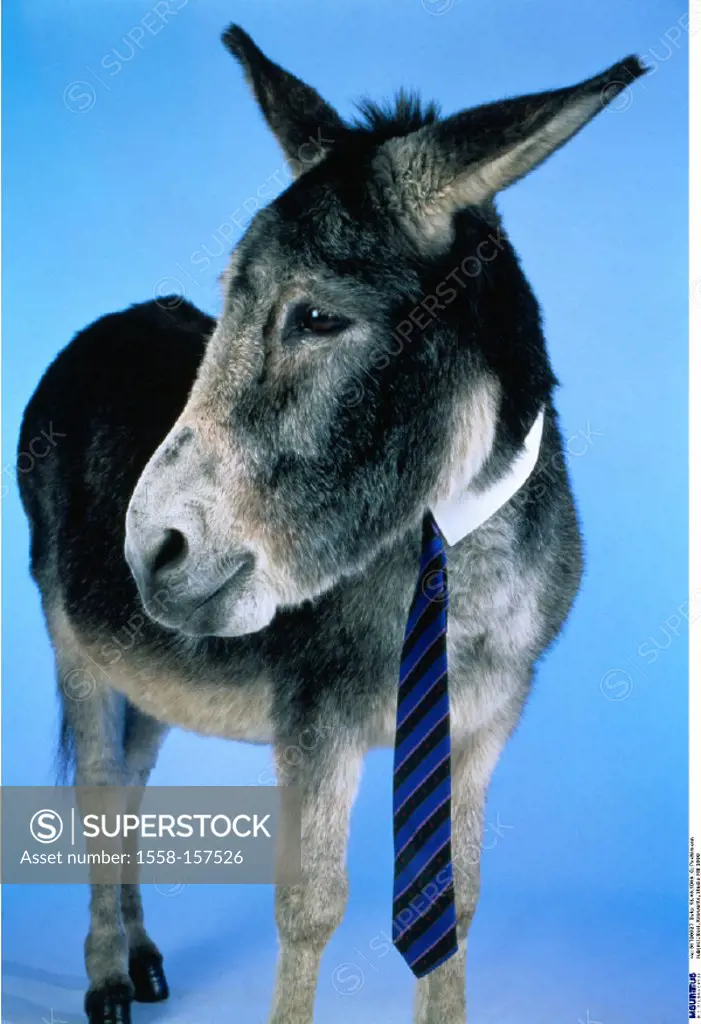 Donkey, Disguise