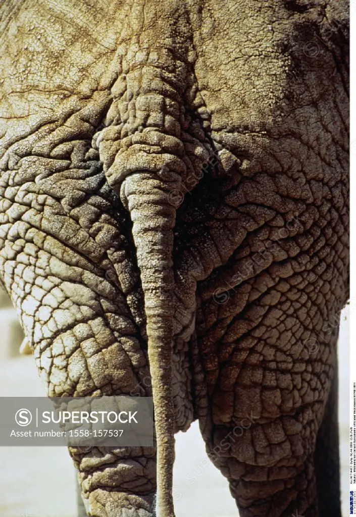 African elephant, Detail