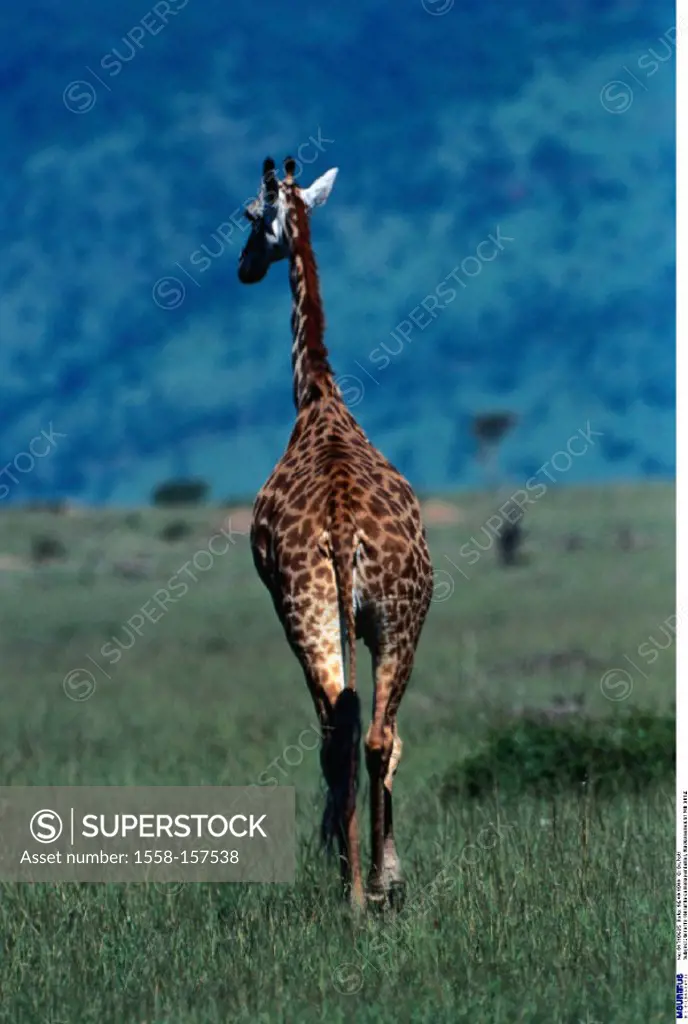 Massai giraffe, Back view