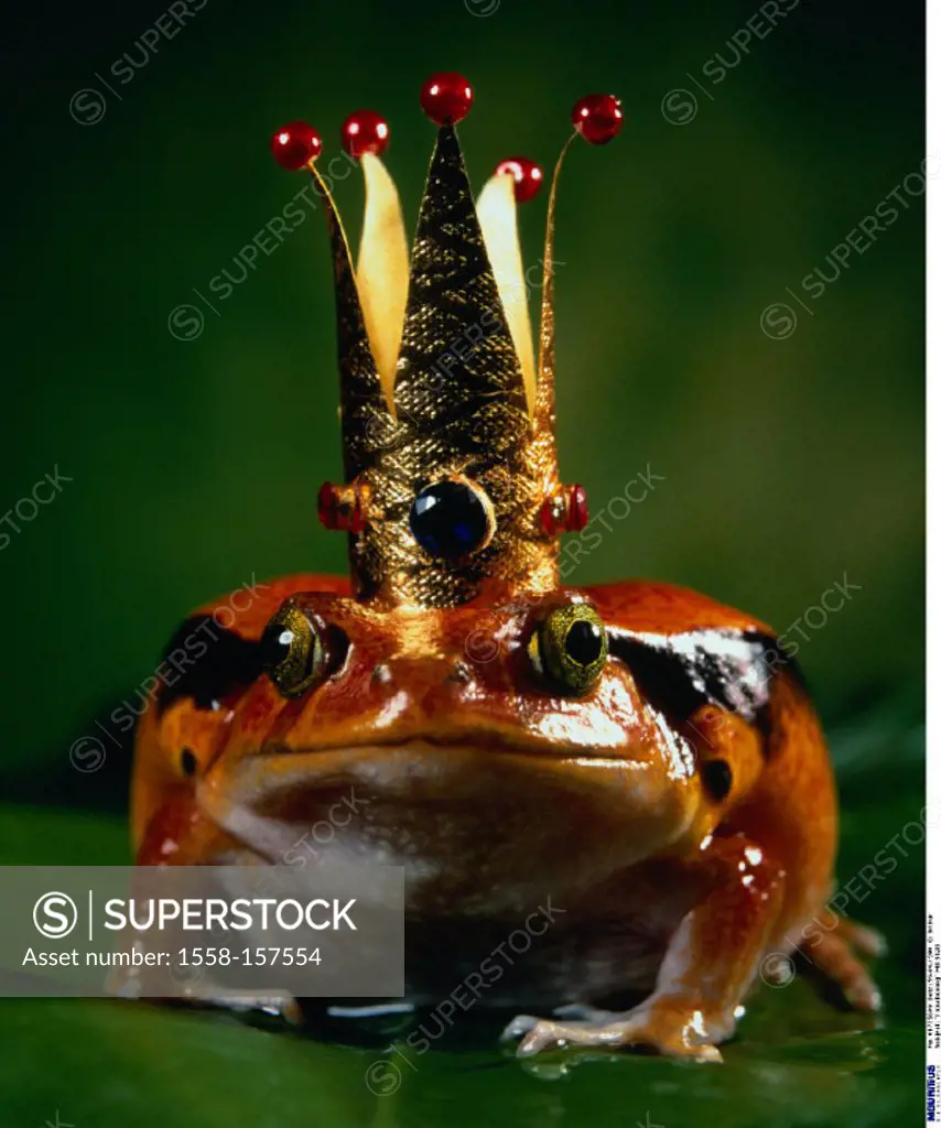 Frog, Crown, Frog Prince