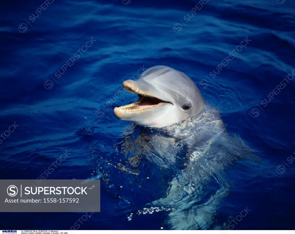 Bottlenose Dolphin, Portrait
