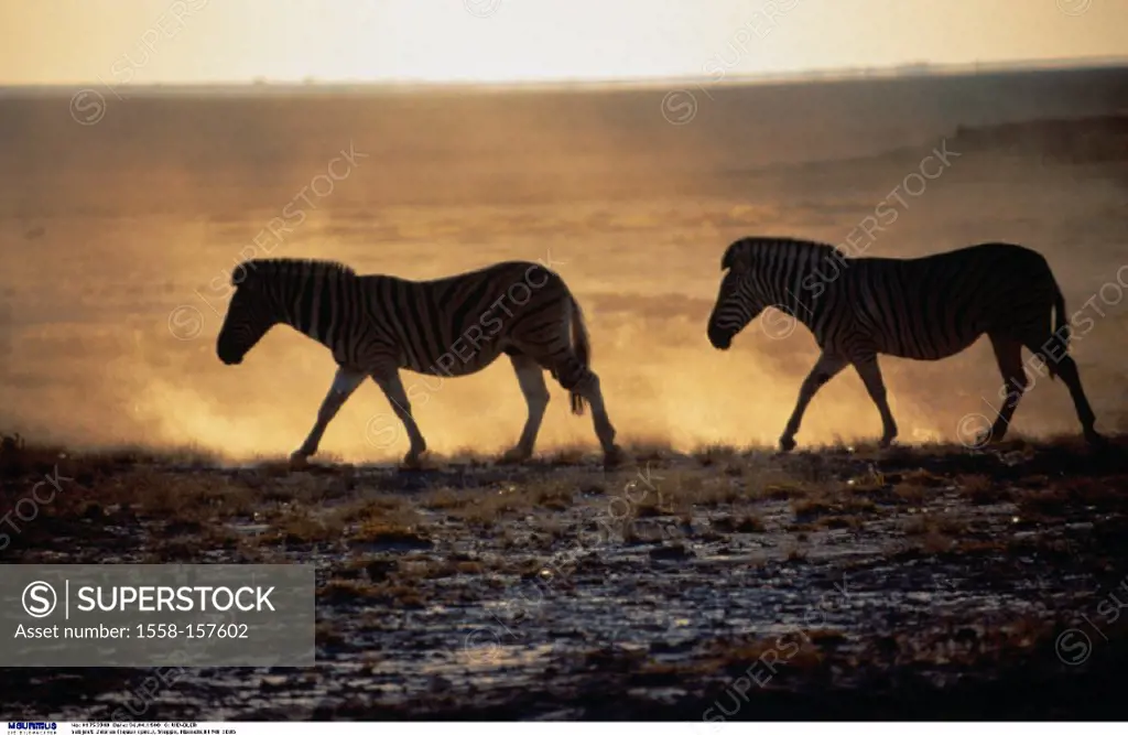 Burchell`s Zebras, Steppe