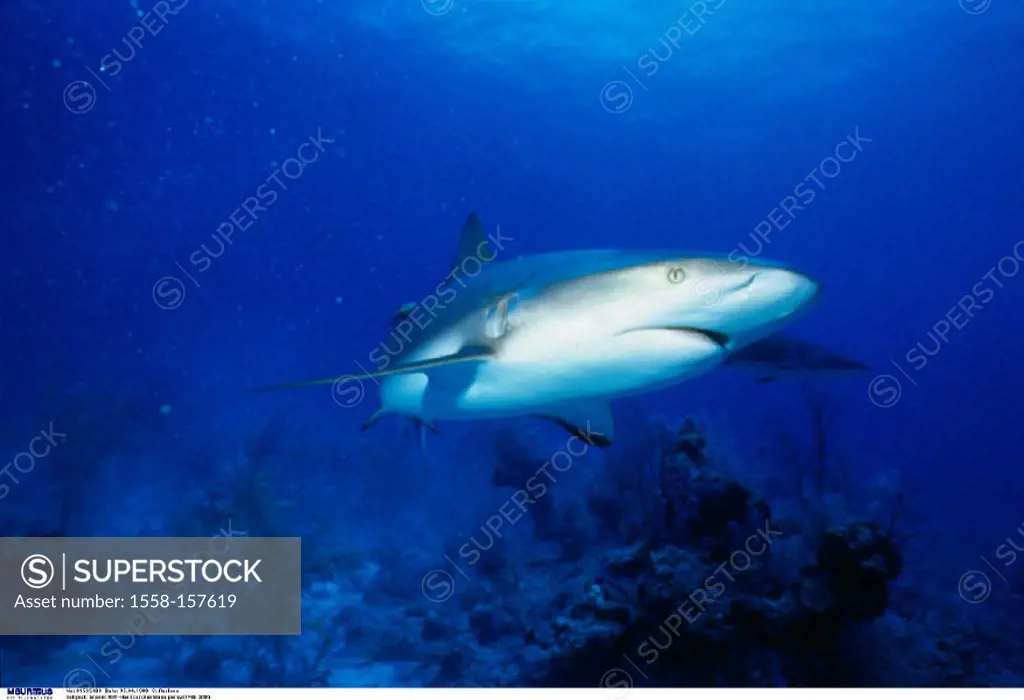 Caribbean reef shark, Hai