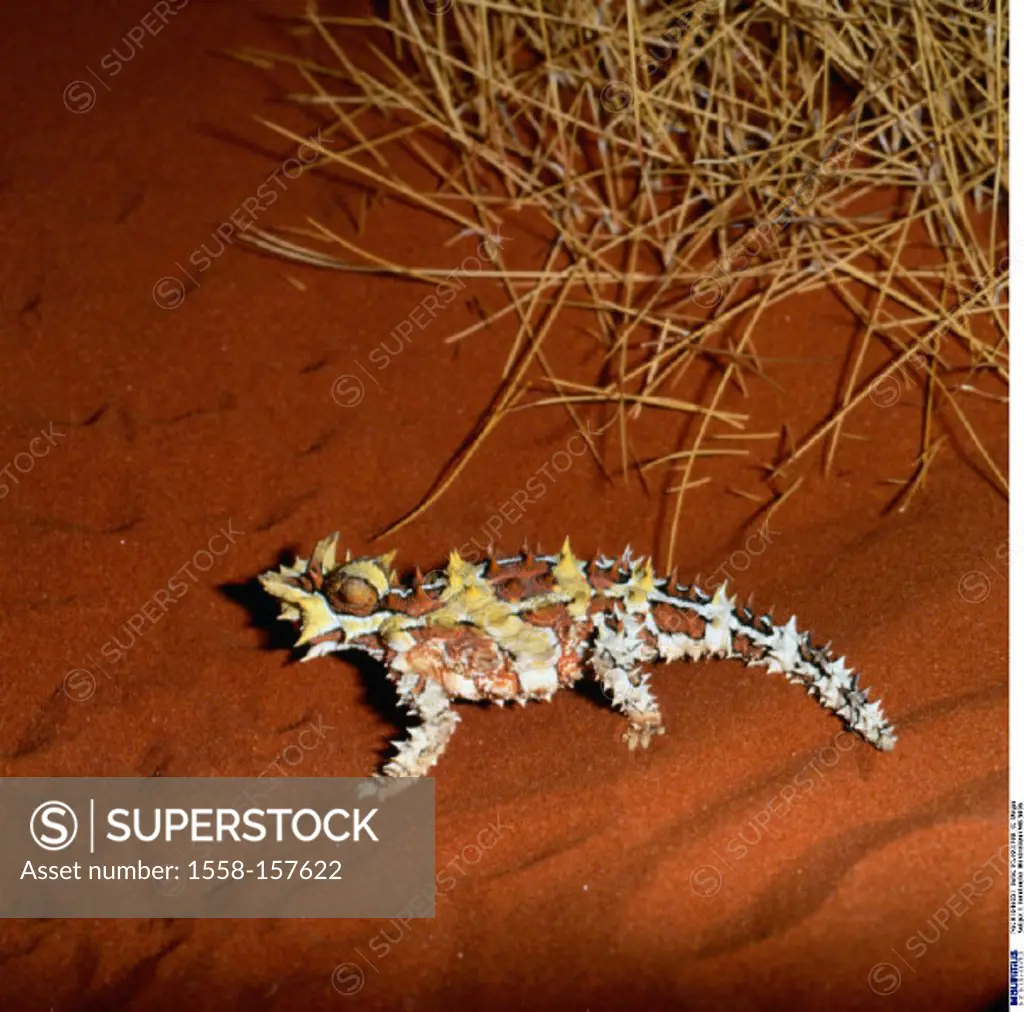 Australia, Thorny devil, Desert