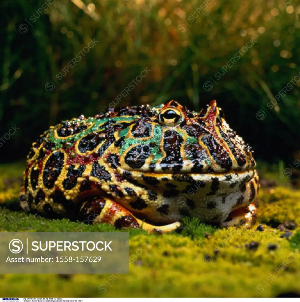Argentine horned frog, South America