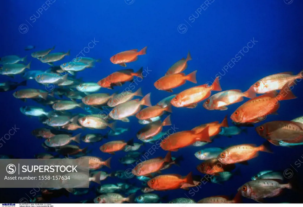 Red sea, Shoal of fish