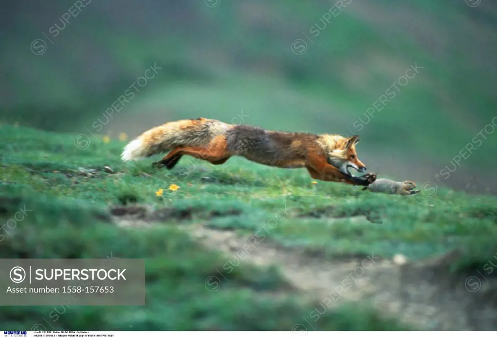 Red fox, European suslik, Hunt