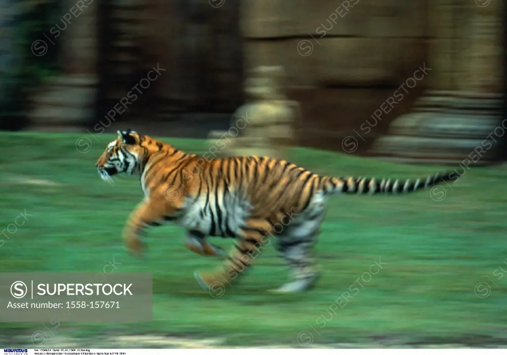 Zoo, Bengal tiger