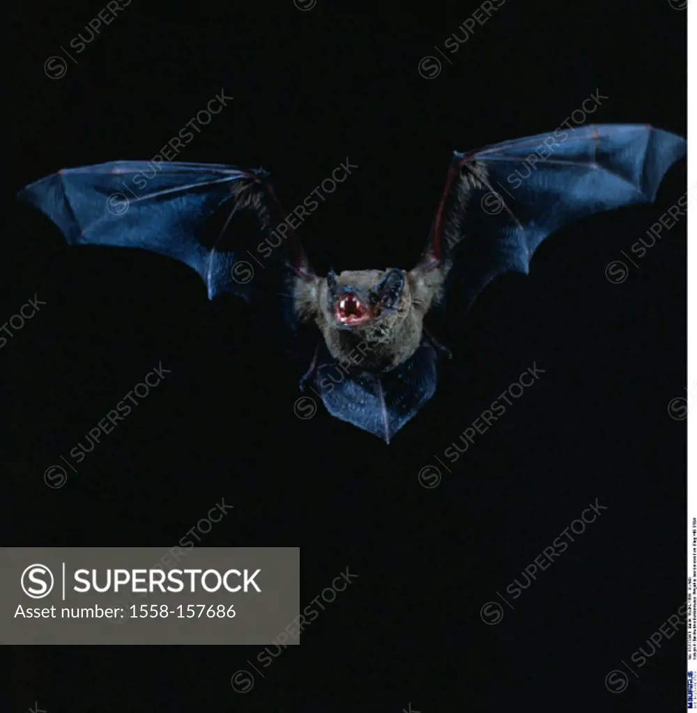 Greater noctule bat