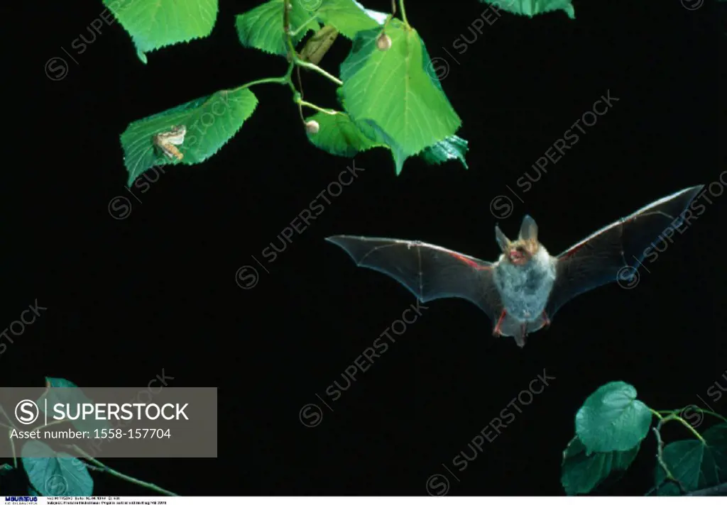 Natterer´s bat, Myotis nattereri, Flight