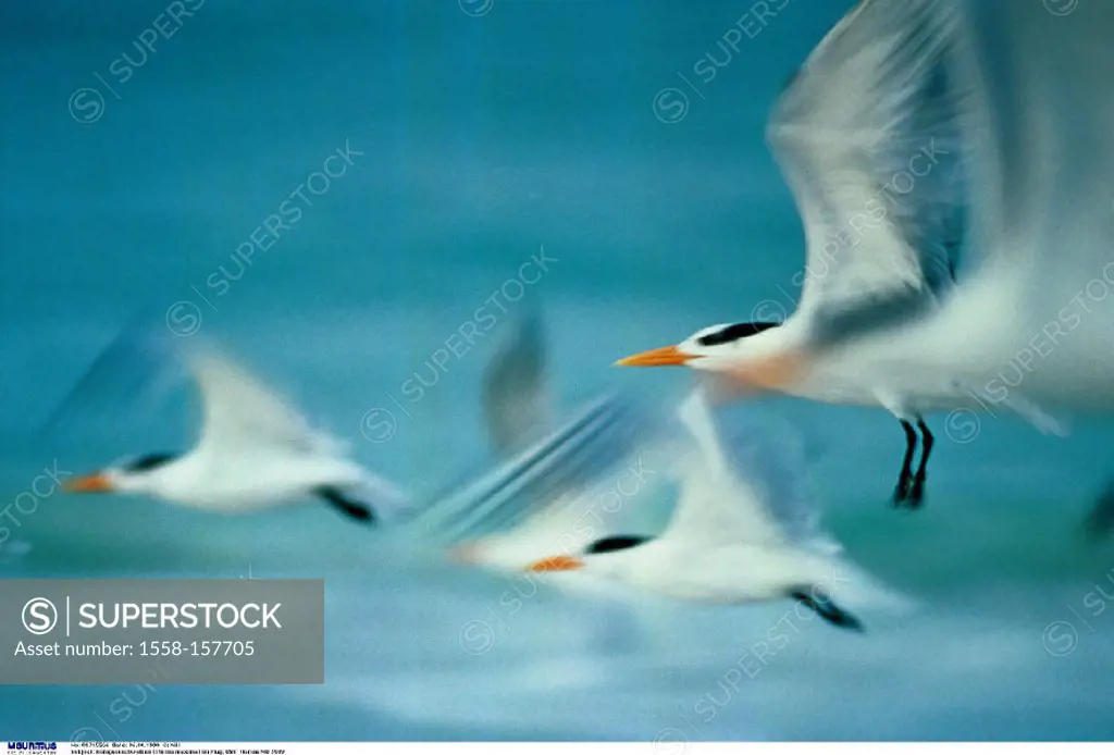 Royal Terns, Sterna maxima, Flight