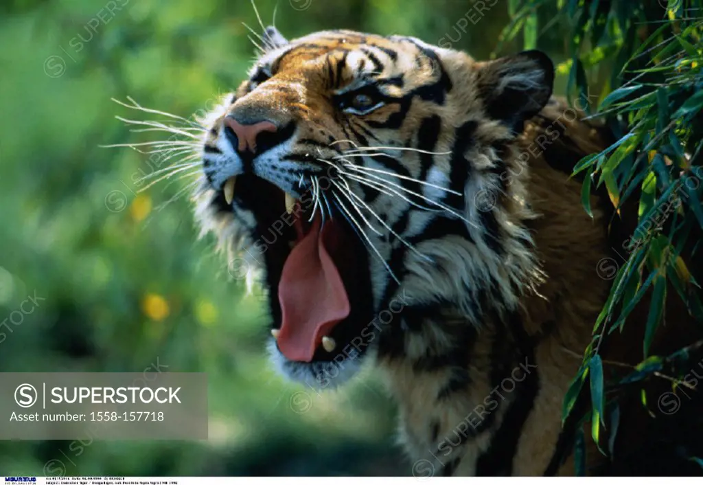 Bengal tiger, Panthera tigris tigris, roaring