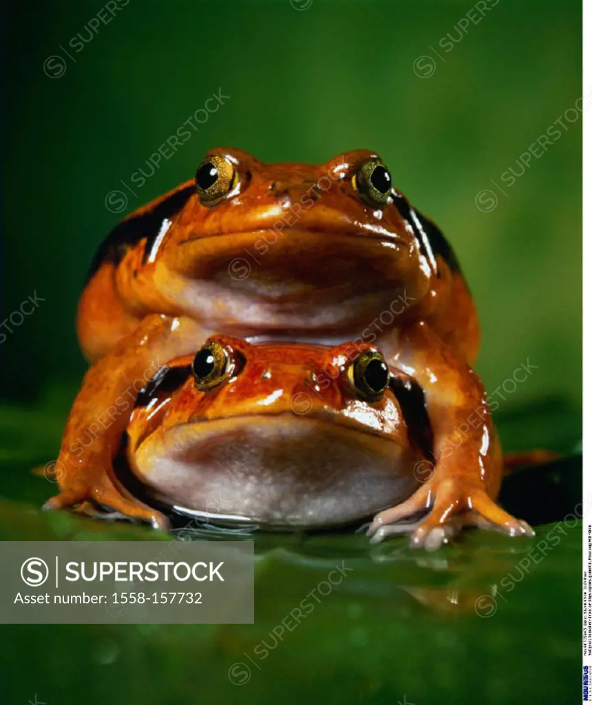 Tomatoe frogs, Dyscophus guineti, Mating