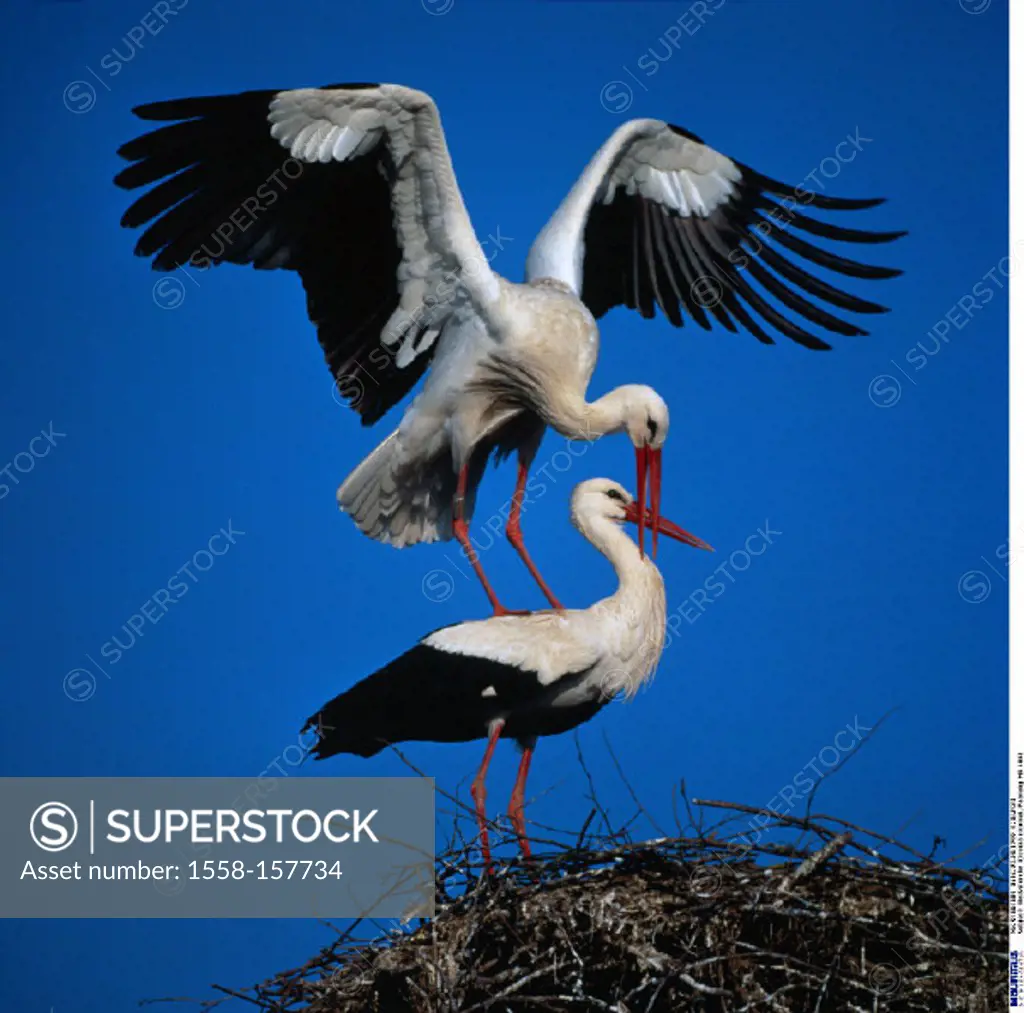 White stork, Ciconia ciconia, Eyrie, Mating