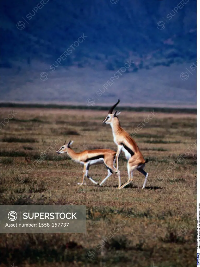 Thomson´s gazelles, Gazella thomsoni, Mating