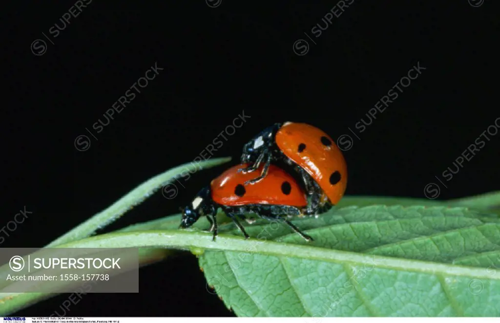 Ladybug, Coccinella septempunctata, Mating
