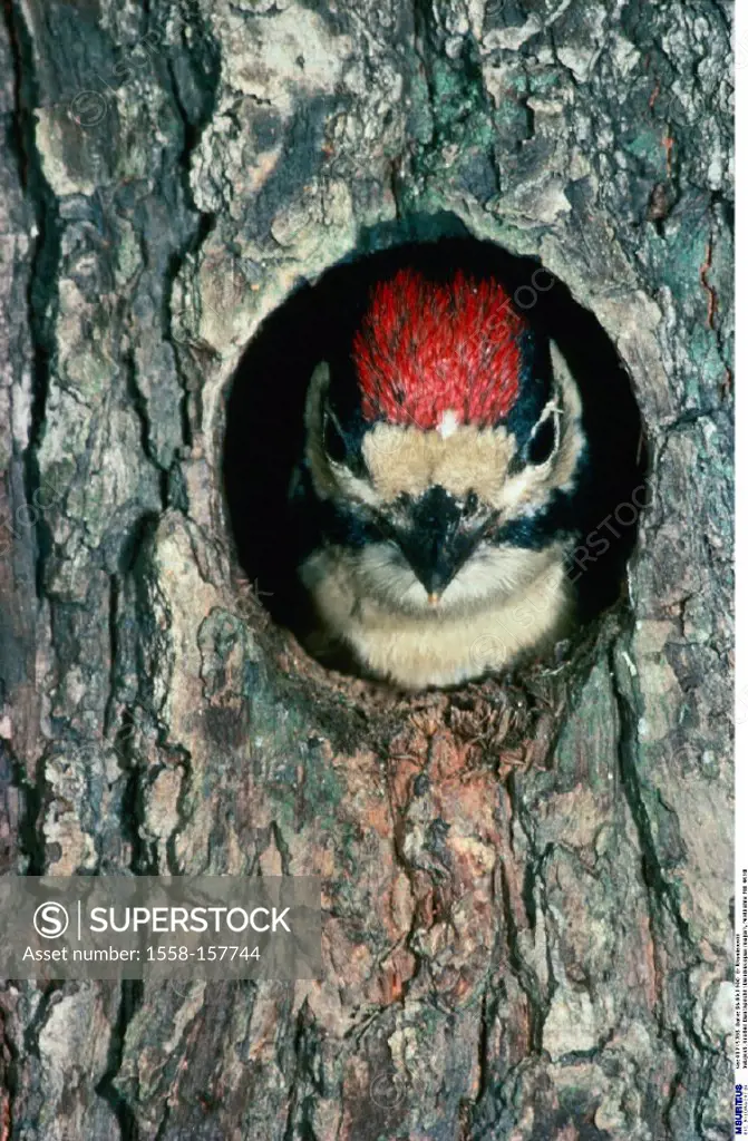 Greater Spotted Woodpecker, Dendrocopus major