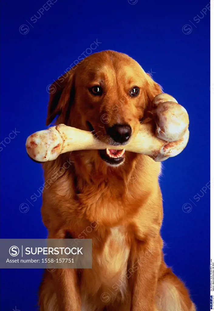 Golden Retriever, Bone, Mammal