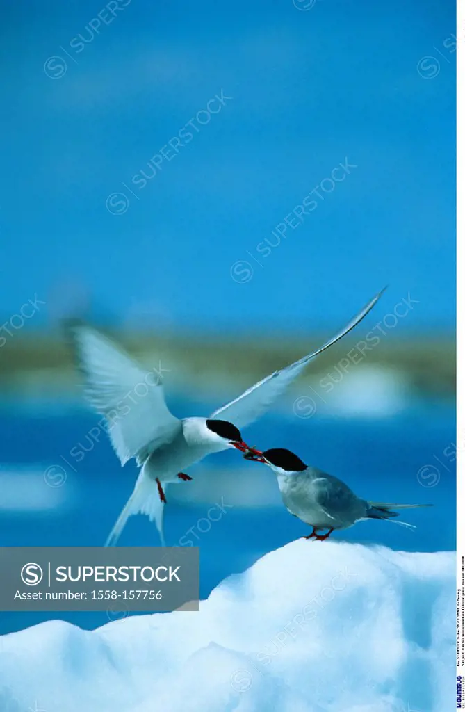 Arctic terns, Arctic tern