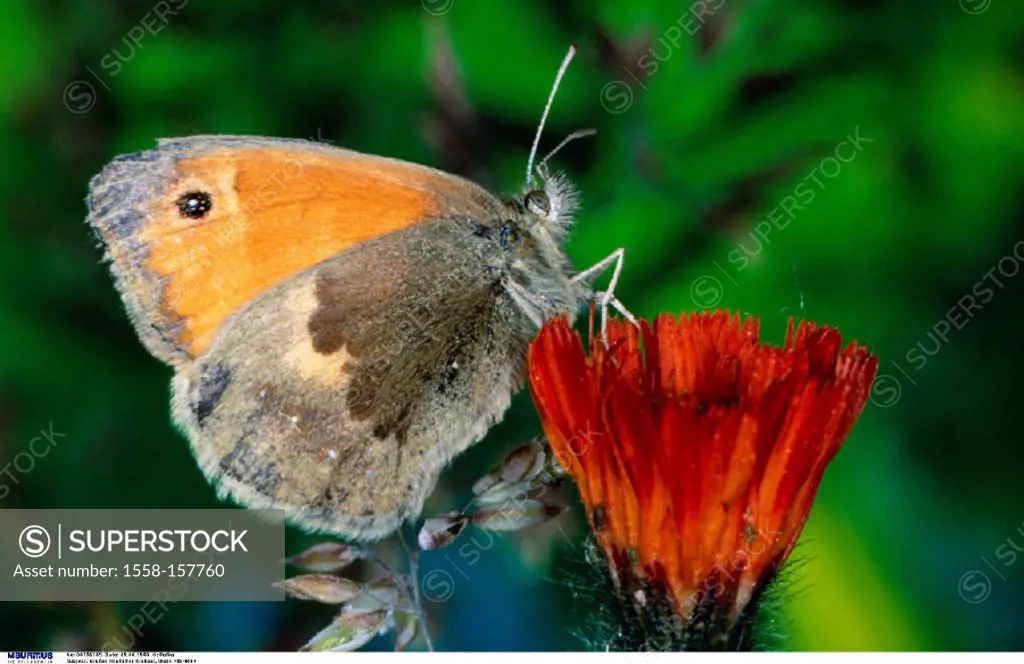 Butterfly, Coenonympha pamphilus