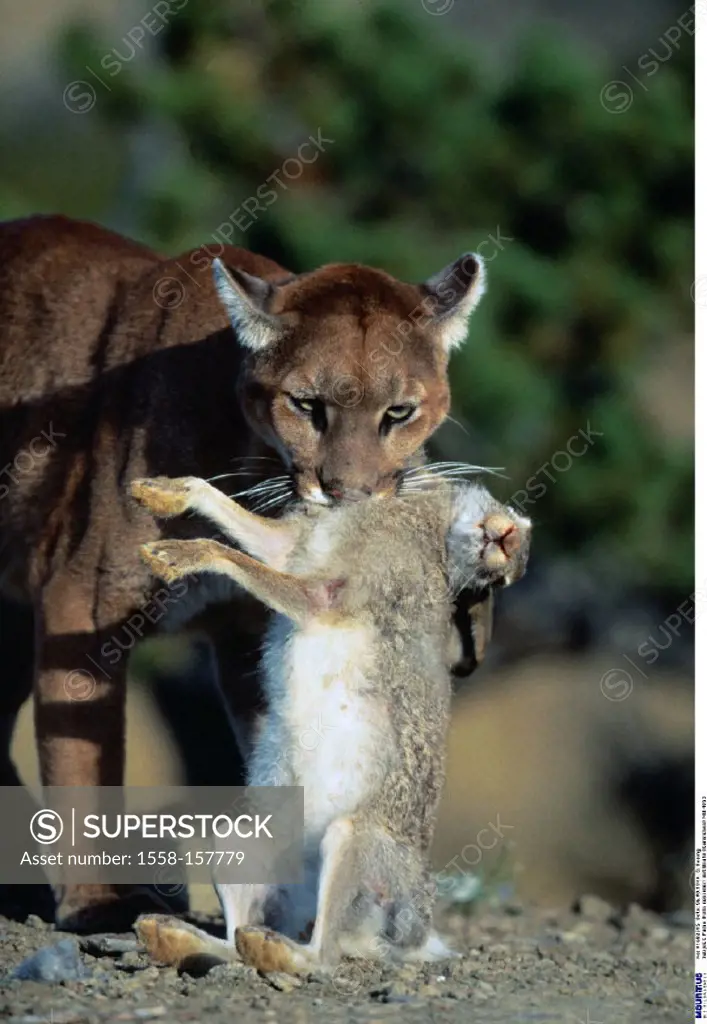 Puma, Profelis concolor, Prey, Mammals