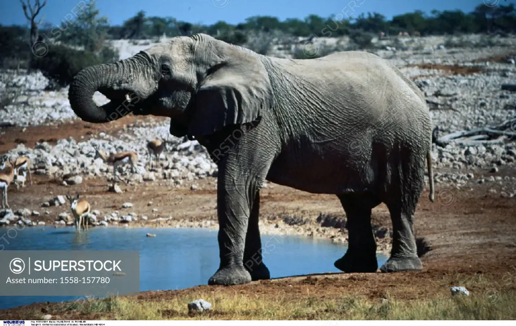 Africa, South African Bush Elephant, Loxodonta africana oxyotis