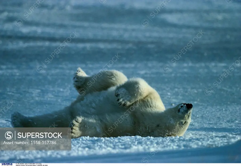 Polar bear, Ursus maritimus, Sleep