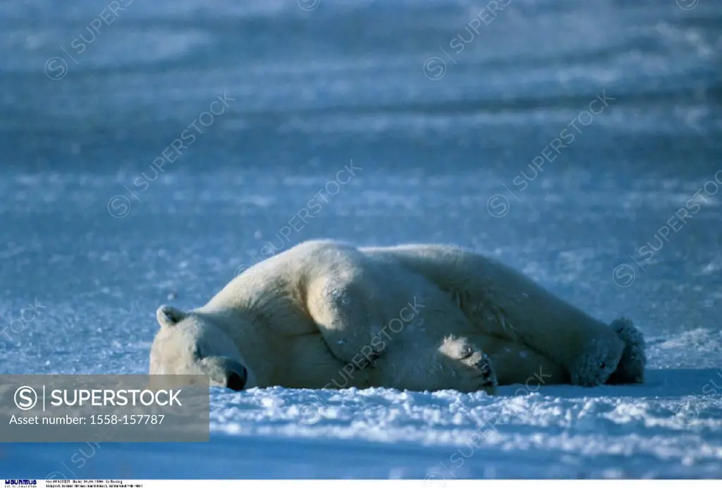 Polar bear, Ursus maritimus, Sleep