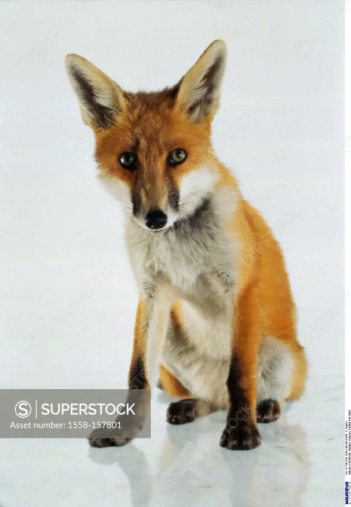Red fox, Vulpes vulpes, Fox