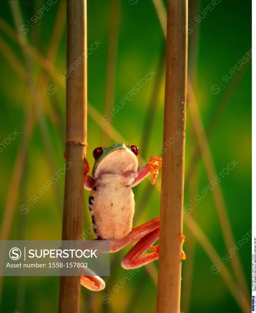 Red-Eyed Tree Frog, Agalychnis callidryas