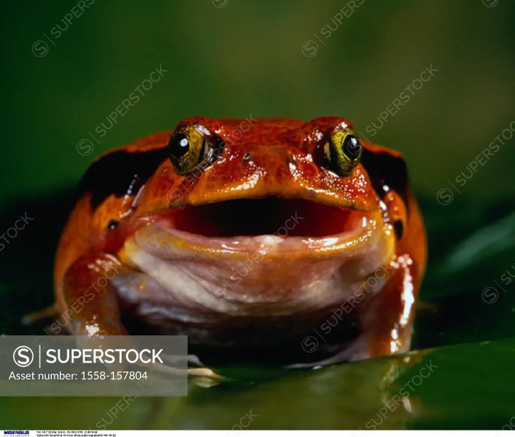 Tomatoe frog, Dyscophus guineti