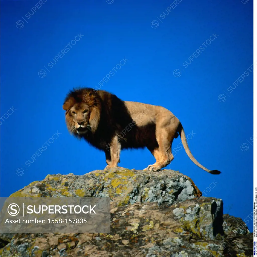 Lion, Panthera leo, Rocks